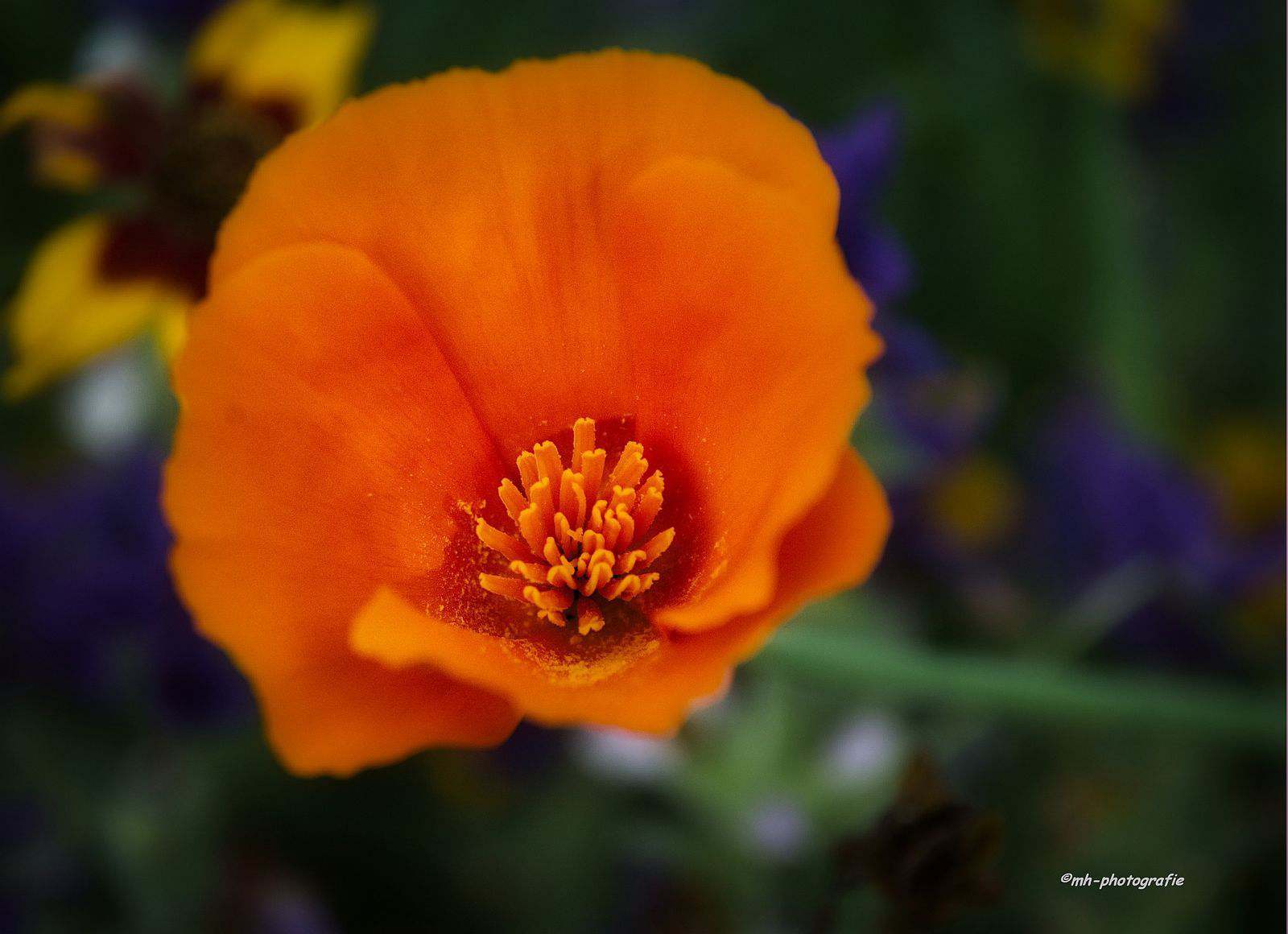 Blumen-DSC_4916-mh-photografie