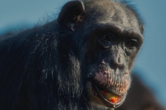 Schimpanse-DSC_2806-mh-photografie