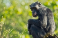 Schimpanse-DSC_2807-mh-photografie