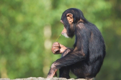 Schimpanse-DSC_2808-mh-photografie