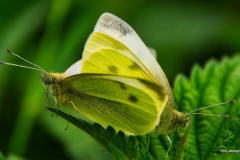 Schmetterling-bei-der-Paarung-DSC_8654