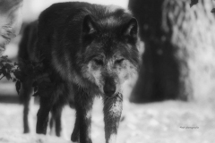 Timberwolf-©mh-photografie-DSC_6284